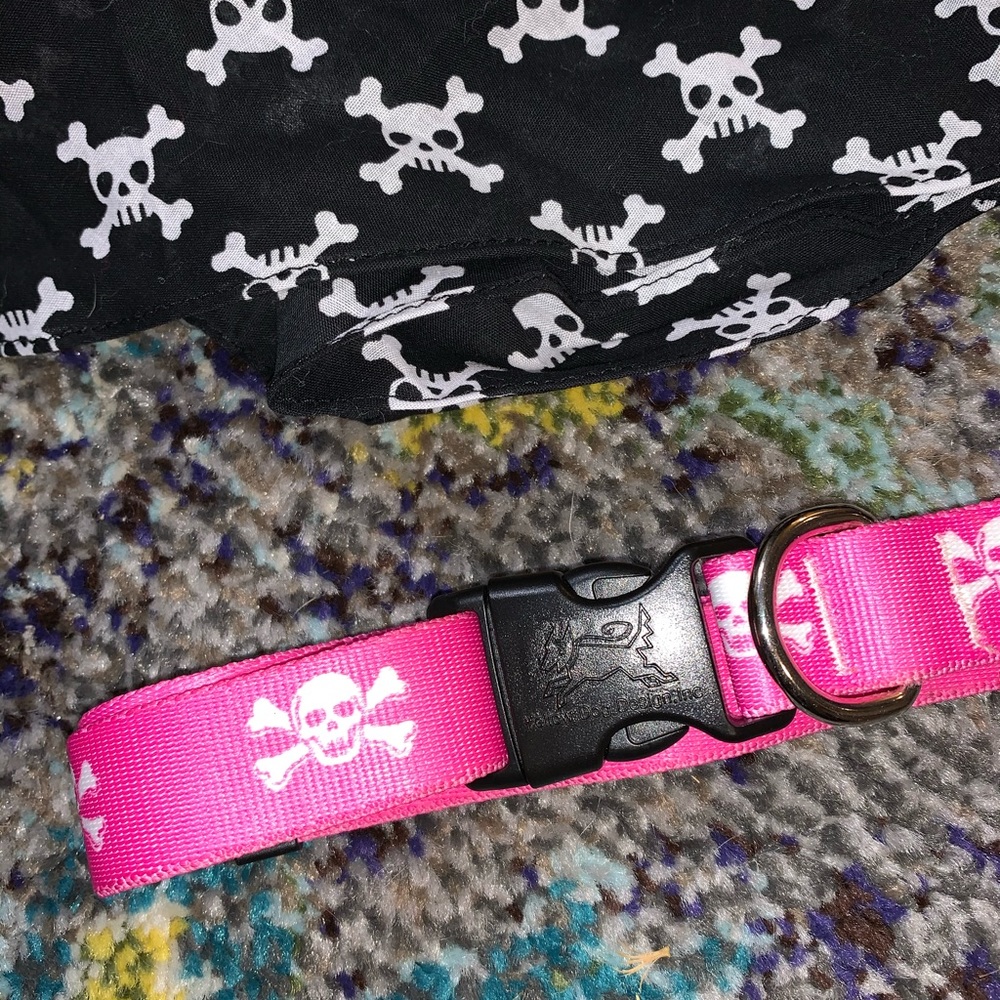 ๐ดโโ ๏ธ dog collar and bandana ๐ถ - Picture 2 of 2